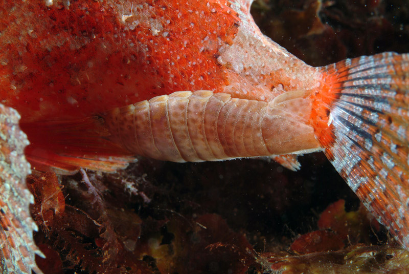 Nerocila cf. bivittata, Anilocra cf. frontalis e altri isopodi parassiti